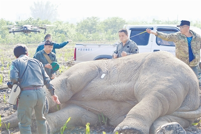 西双版纳肇事雄性野生亚洲象“维吒哟”被成功捕获