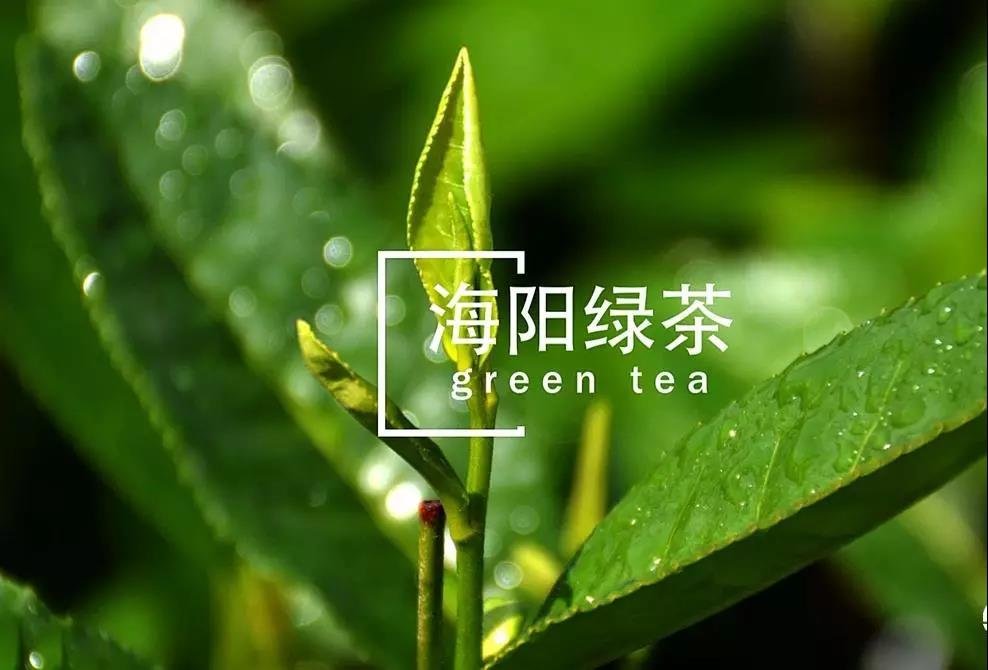 山东省烟台市“海阳绿茶”地理标志证明商标正式启用溯源标识