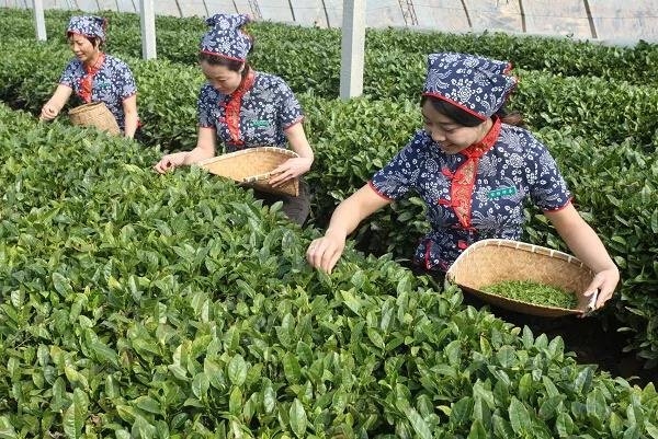 山东省烟台市“海阳绿茶”地理标志证明商标正式启用溯源标识