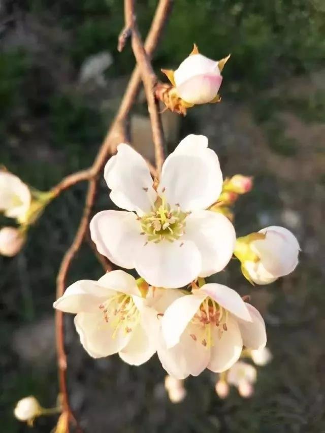 美海阳四月天，看景赏花速来！