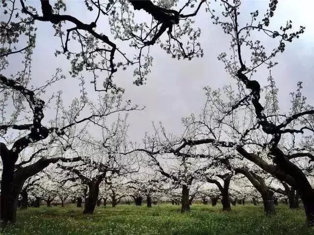 美海阳四月天，看景赏花速来！