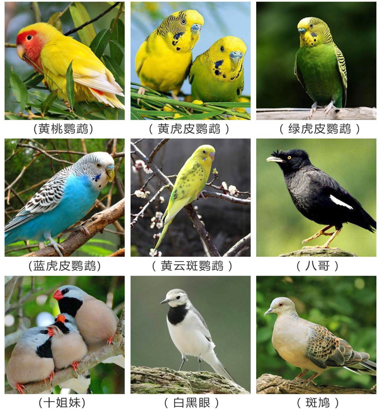 常见的鸟类图片及名称图片