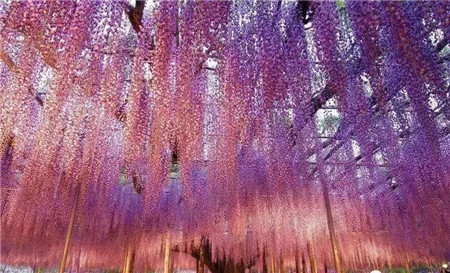 峰华新时代丨哇！濮阳首届百万紫藤花海风铃艺术节来啦！