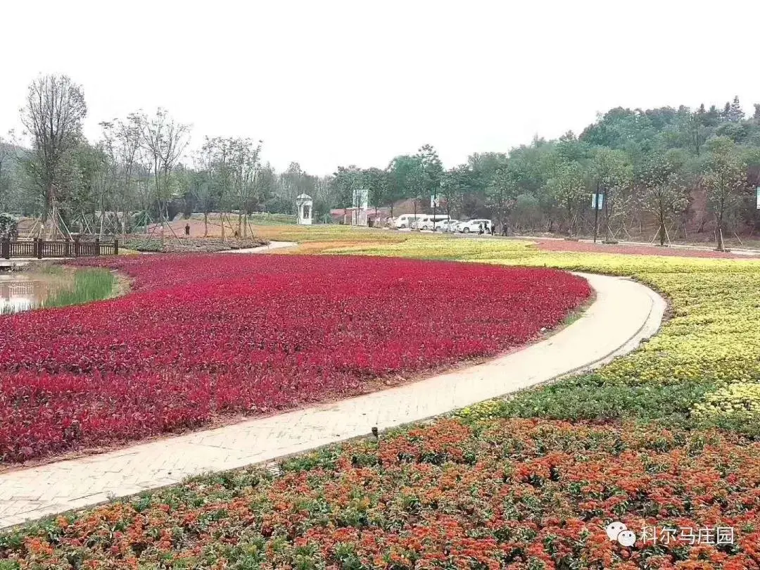 科尔马庄园趣撒野花海音乐节枕着花香来一场让耳朵温存的音乐之旅