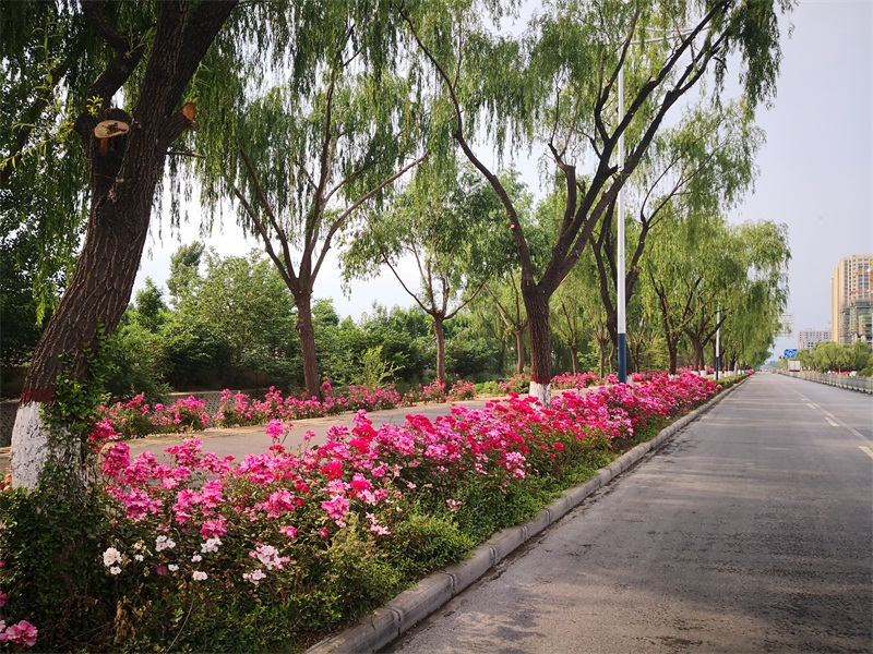 网红|菏泽西关这条路突然间就这么红了！