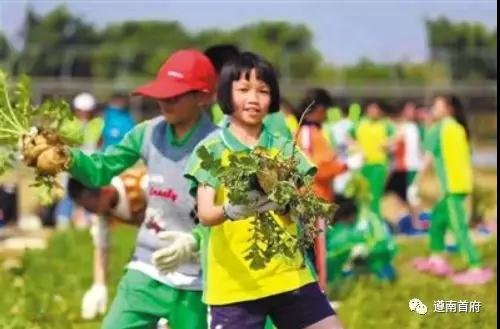 遵义红花岗区惊现“共享菜地”