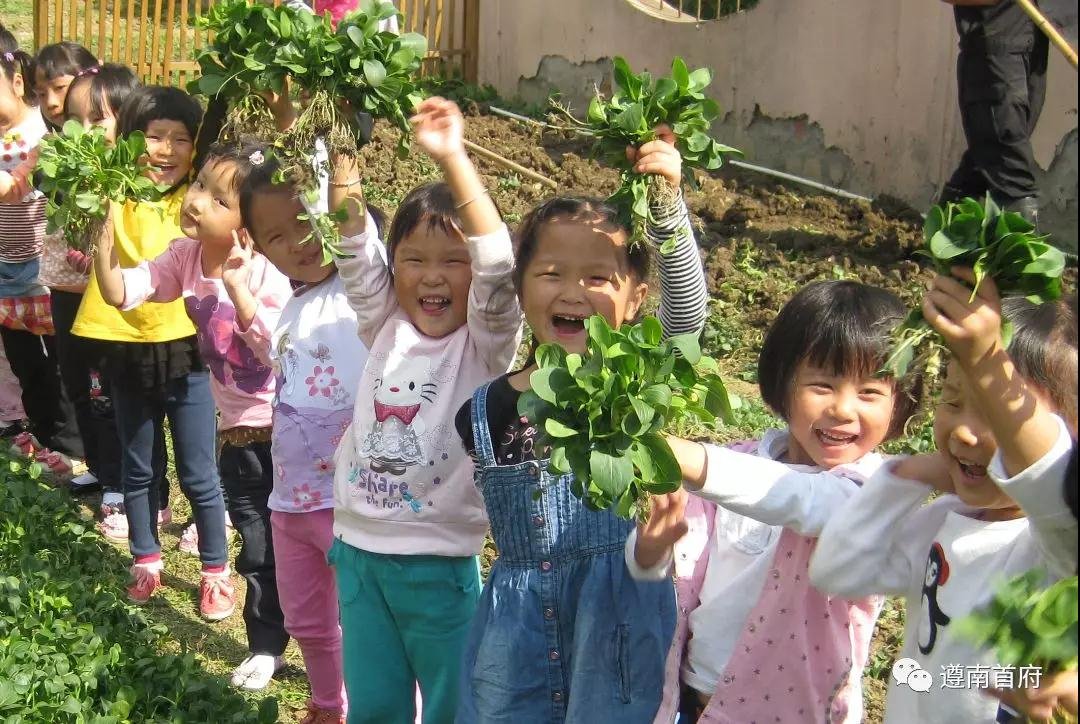 遵义红花岗区惊现“共享菜地”