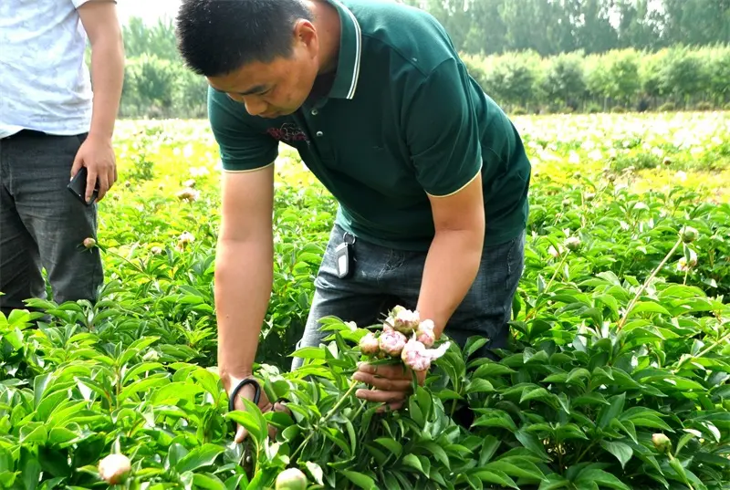 见证菏泽力量 天安花乡芍药园媒体行活动圆满落幕