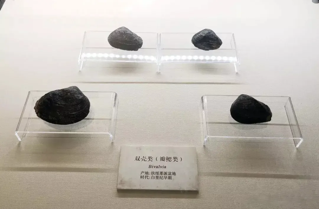 双壳类(瓣鳃类)