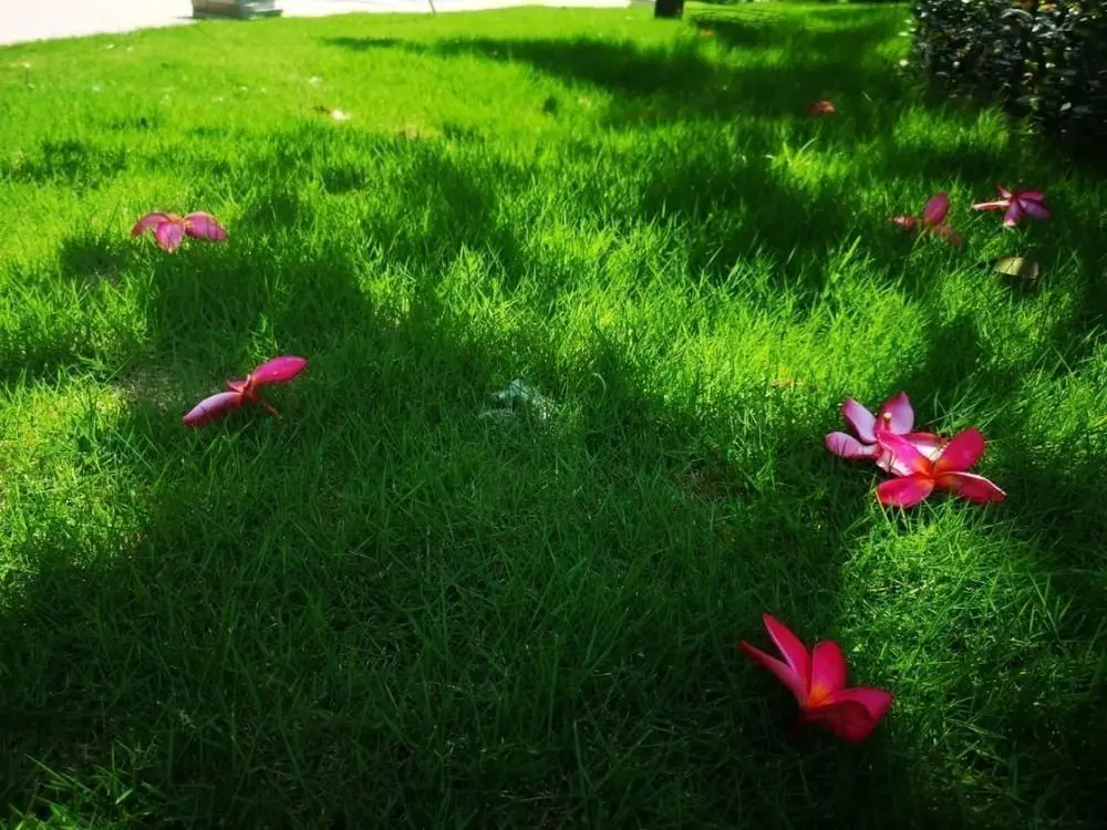 金花看到紅玉葉金花,就會想到陸游的《釵頭鳳》裡的