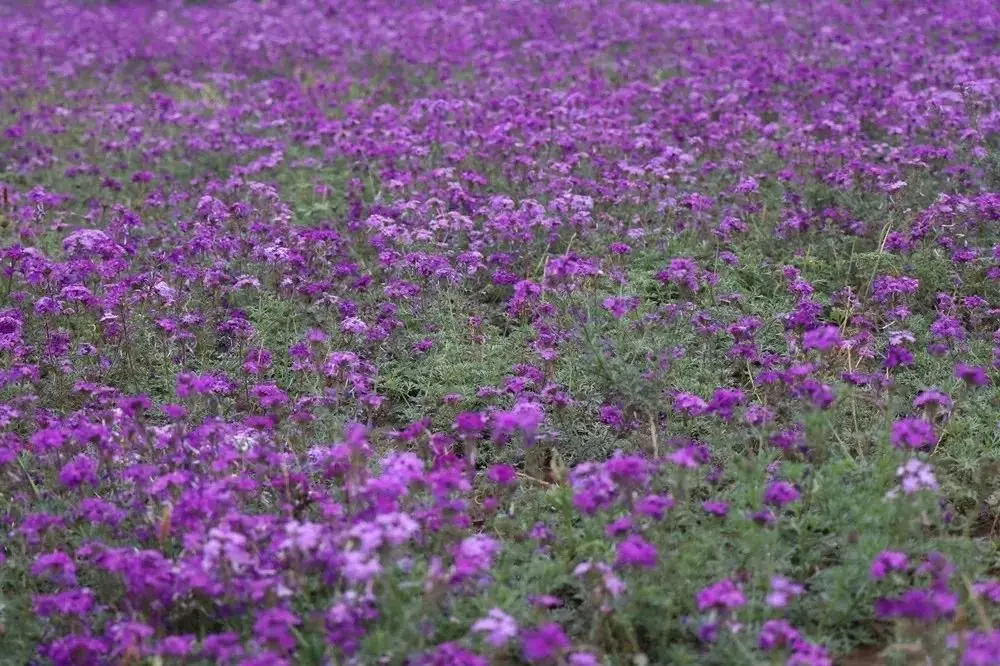 雨后盛开 | 高温散去，来柳梢堰公园清凉赏花