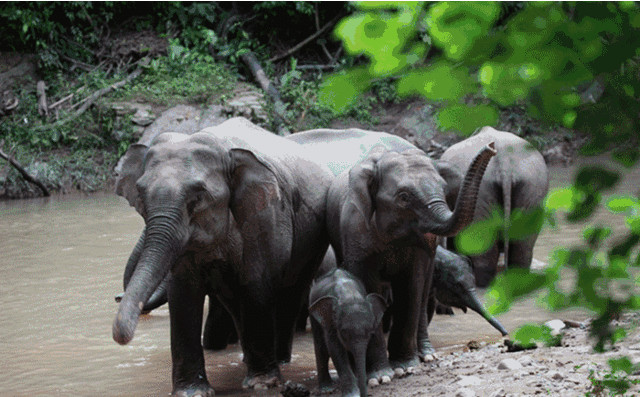 西双版纳自然保护区科普亚洲象防范知识