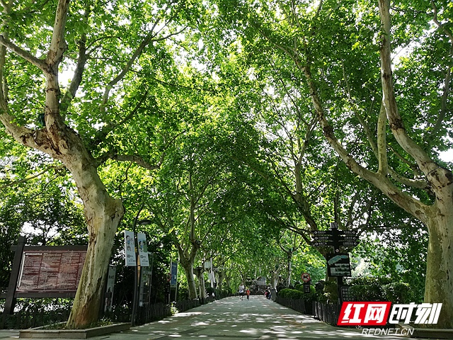 夏日炎炎 湘潭市雨湖公园乘凉好去处