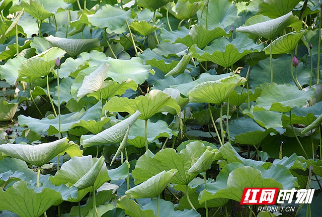 夏日炎炎 湘潭市雨湖公园乘凉好去处