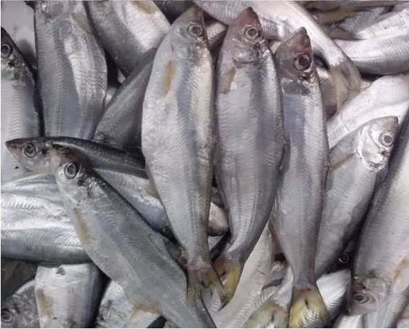 大理海稍鱼必须是活鱼现杀现煮,这样煮出的鱼才不会有鱼腥味,也能保证