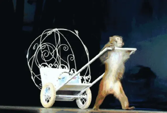 千里走单骑趣味变脸,潇洒拉车灵活的小猴子逗趣美猴王,玩转单车(示意