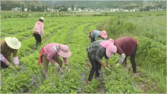 洱源未来3年目标：带动27000亩中药材种植，助力洱海保护!