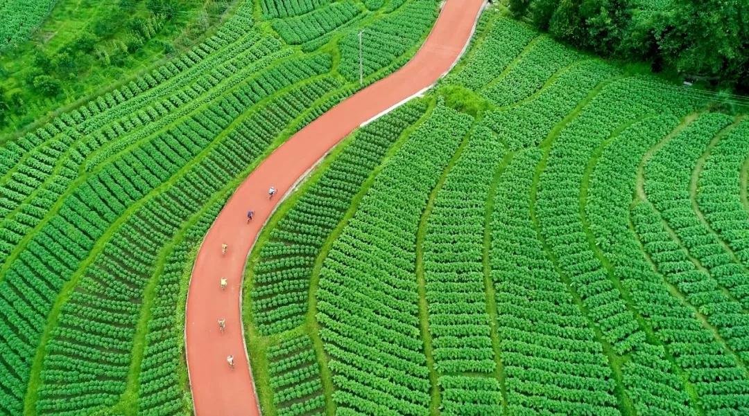 这场比赛将在“世界、中国首创、云南最美”的乡村花海马拉松专用赛道举行