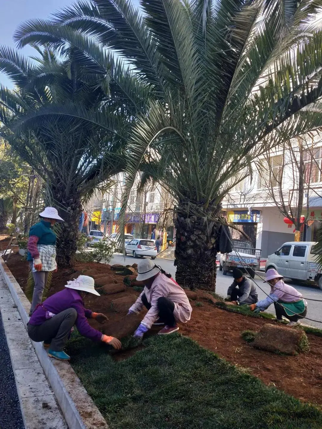 美丽腾冲大家建：绿树鲜花扮靓腾冲