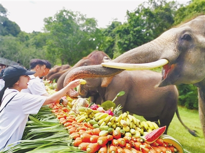 西双版纳野象谷举办第四届“世界大象日”活动