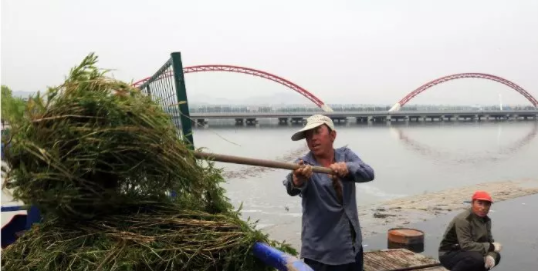 点赞!洋河下花园区段打捞河道水草保生态！