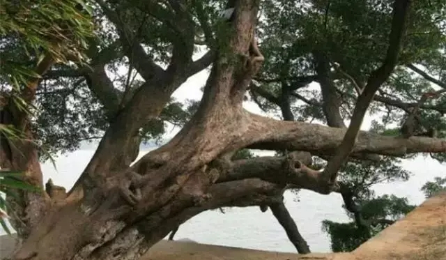 赣州这些百年榕树，你见过几棵？