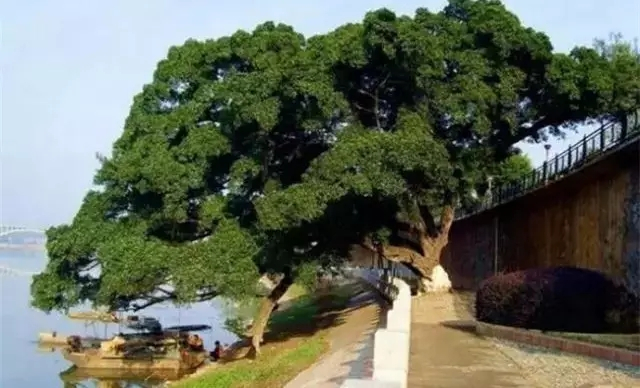 赣州这些百年榕树，你见过几棵？