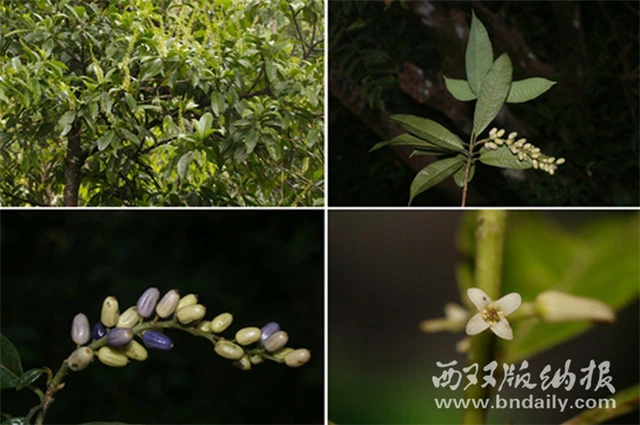 植物园专家在缅甸植物区系研究取得新进展
