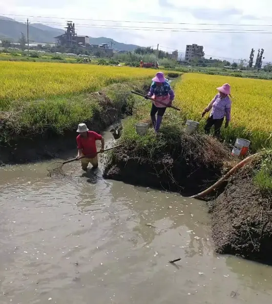 2019大理农民丰收节活动将在荣江生态农业凤仪水稻基地举办