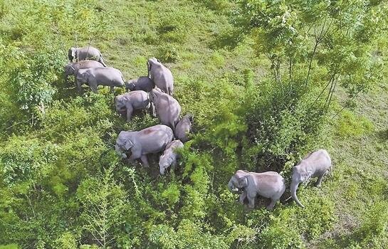 西双版纳自然保护区亚洲象栖息地修复项目启动