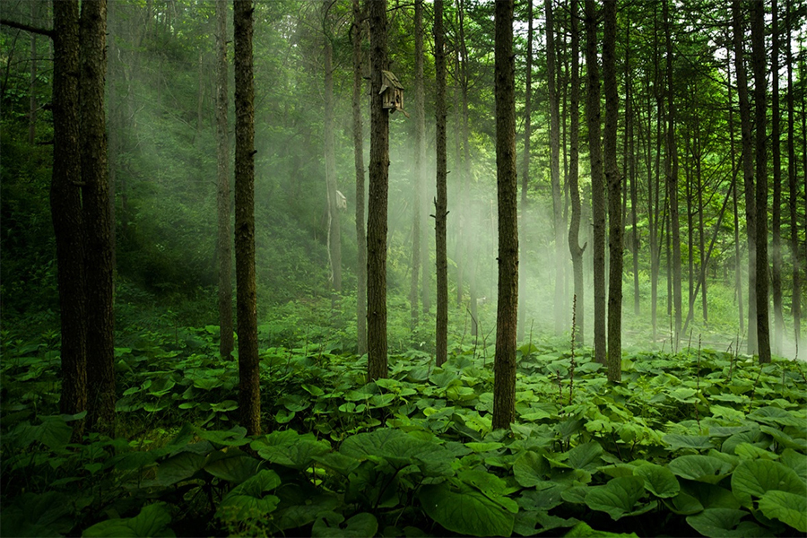 云南5个优质森林旅游地入选“中国森林氧吧”