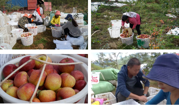 甜过初恋!宾川糖心小苹果热销各地