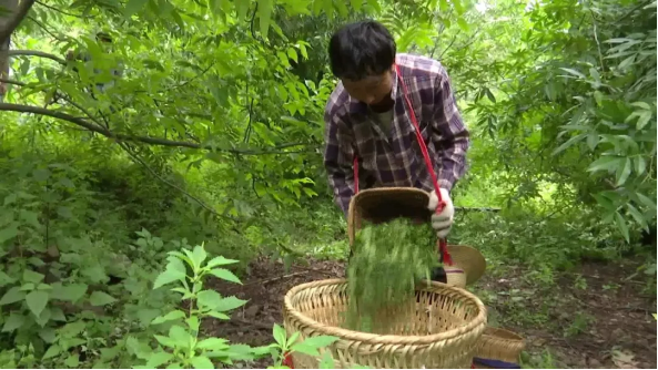 宾川这个直过民族小村庄的幸福指数杠杠的