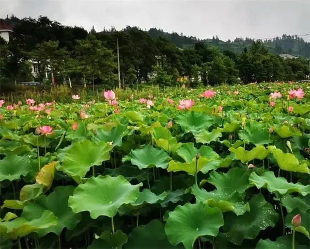 【庐陵院子】愿得庐陵院子一居室，还我诗情画意湖居人