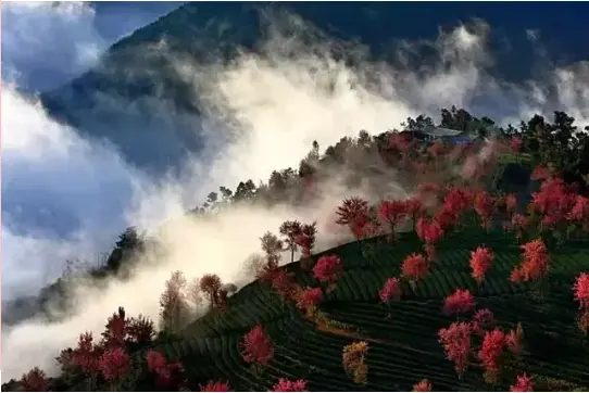 一场冬天里最浪漫的仪式感——无量山樱压枝头