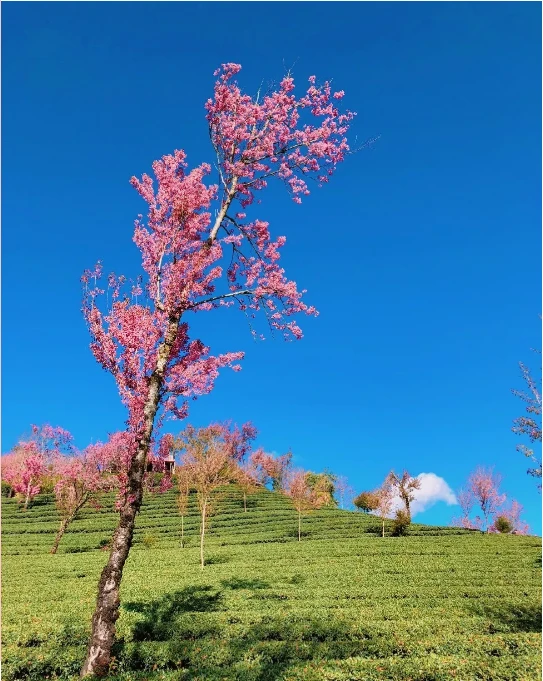 一场冬天里最浪漫的仪式感——无量山樱压枝头