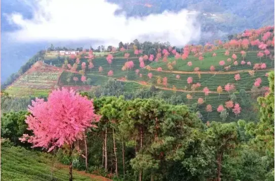 一场冬天里最浪漫的仪式感——无量山樱压枝头