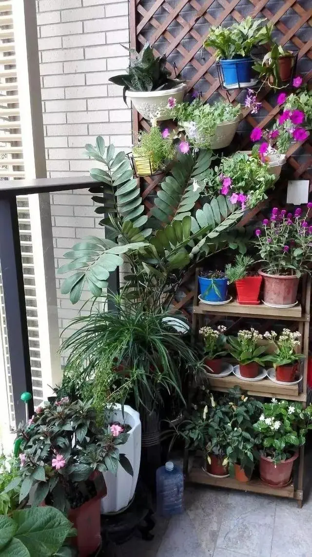 老爸退休种花养鱼成了常态,朋友说我家成了景观房,回家看我服了