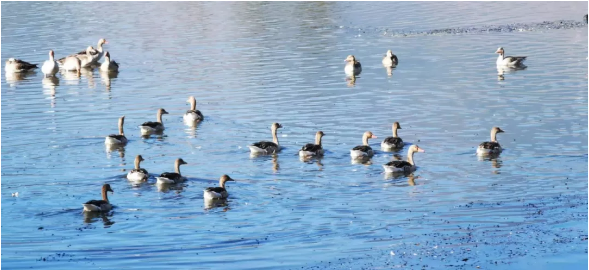198种鸟类!冬日鹤庆的这片湿地太热闹啦