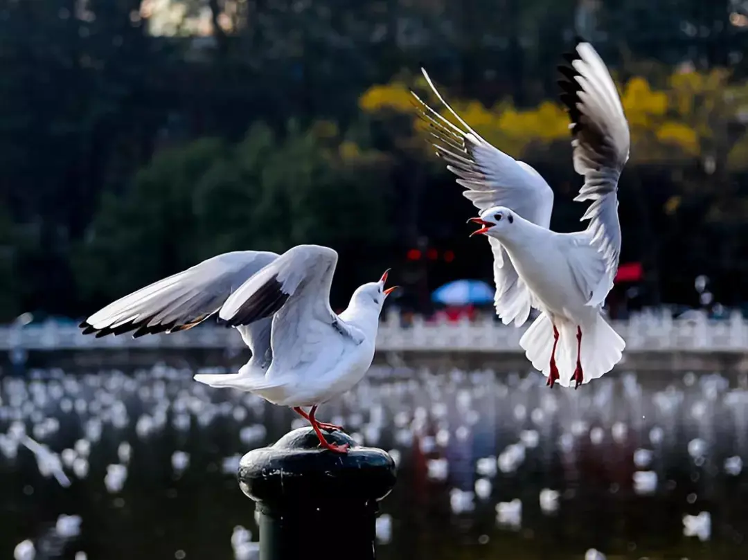 白天,海鷗在翠湖,世博園,海埂公園等地盤旋,陪人們嬉戲玩耍,幾乎在