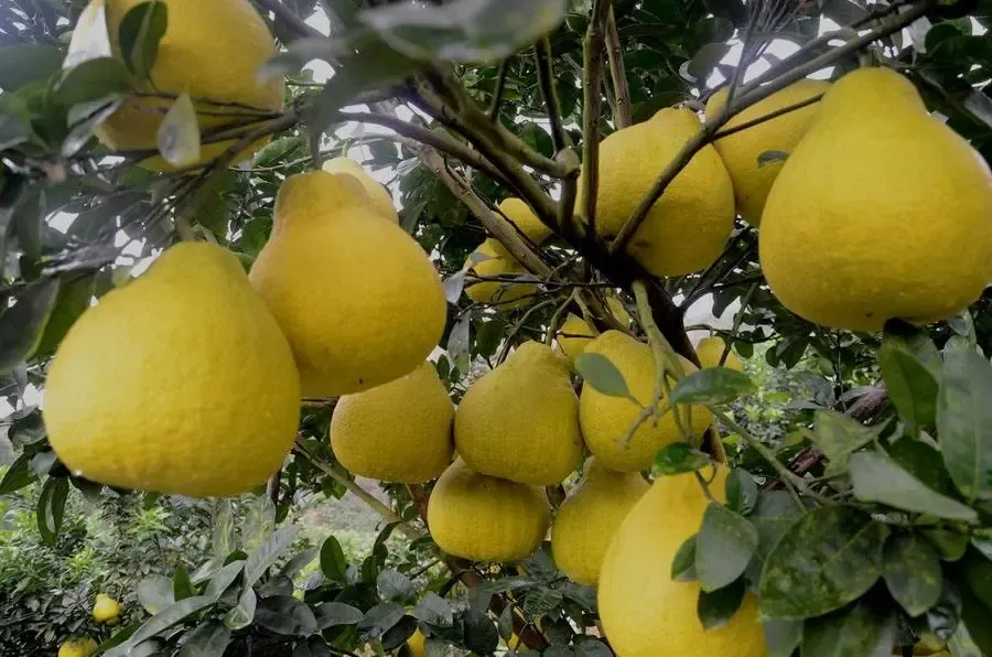 合江真龙柚火了活动视频播放量达3200万