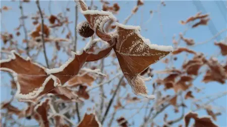 泰和兴龙湾丨濮阳首场大雪，什么地方这么美？