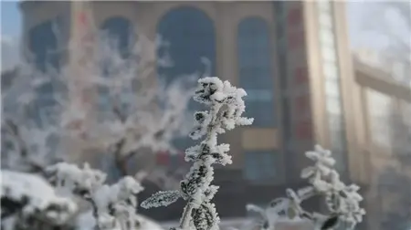 泰和兴龙湾丨濮阳首场大雪，什么地方这么美？