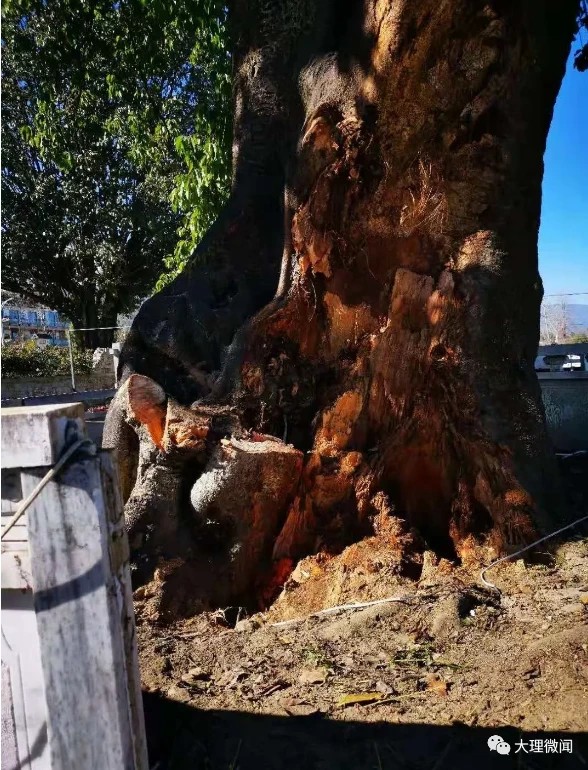 痛心!大理古城三月街街场又一棵大青树被大风吹断“巨枝”