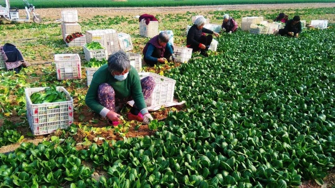 为爱战“疫”，让美好复“蔬” ，助力菜农2000份蔬菜免费送