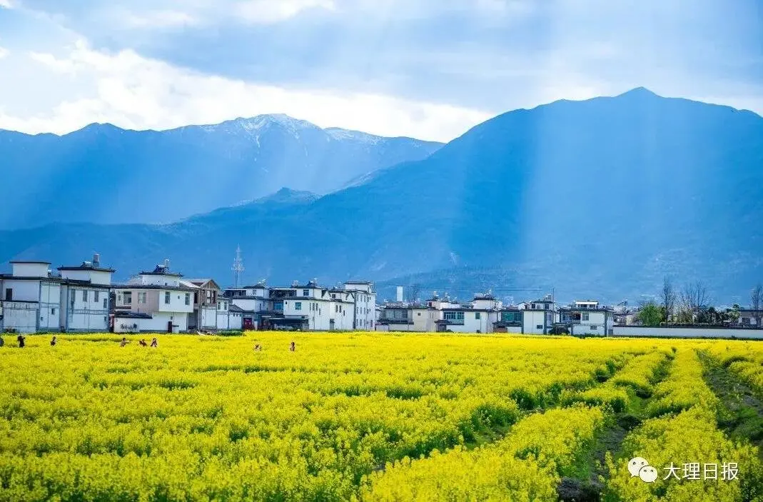 在苍山洱海间邂逅油菜花