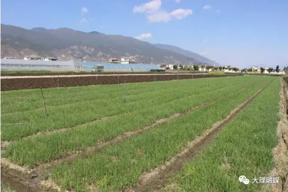 湾桥镇农业产业结构调整绿色生态种植初显成效