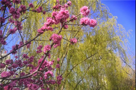 【汇升·珑玺台】一座诗意园林 一方美好生活！阳春三月，诗意的风景已悄然萌发！