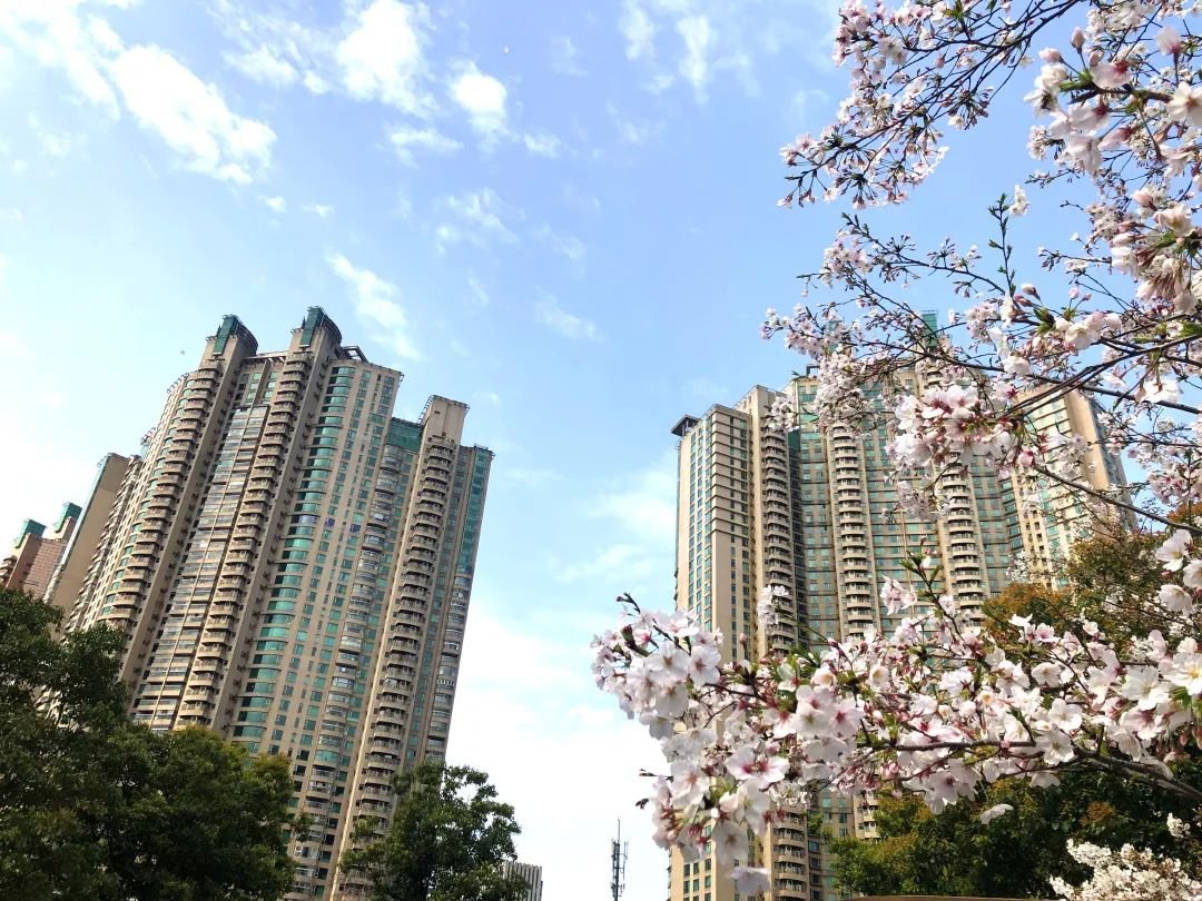 上海世茂滨江花园实景图