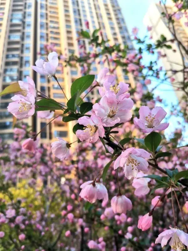 武汉世茂云锦实景图